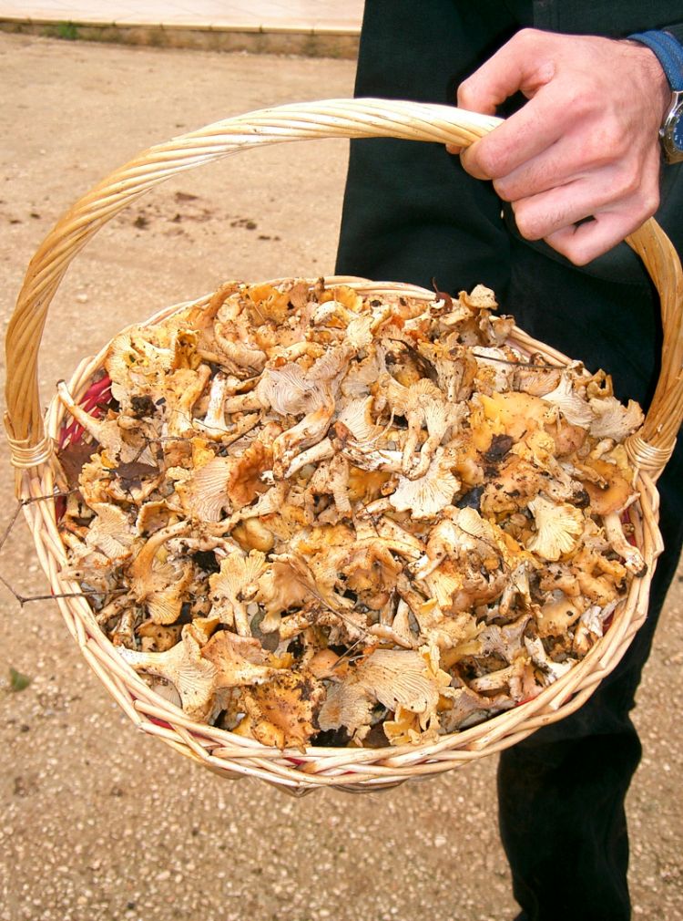 Paganini non ripete, io si.